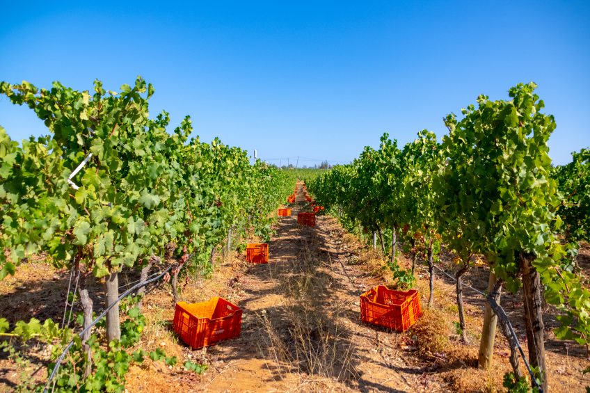 Vindimar o Algarve: Alma dos vinhos da Páxa