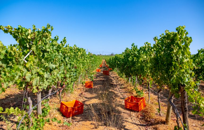 Vindimar o Algarve: Alma dos vinhos da Páxa
